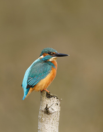 Kingfisher Alcedo atthis