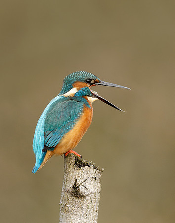 Kingfisher Alcedo atthis