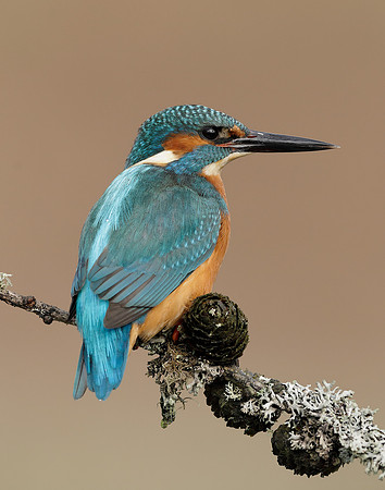 Kingfisher Alcedo atthis