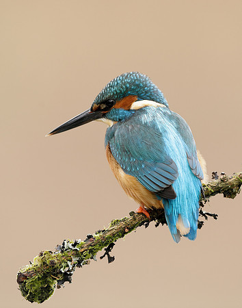 Kingfisher Alcedo atthis
