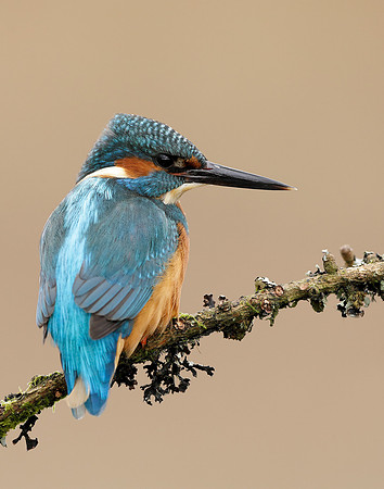 Kingfisher Alcedo atthis