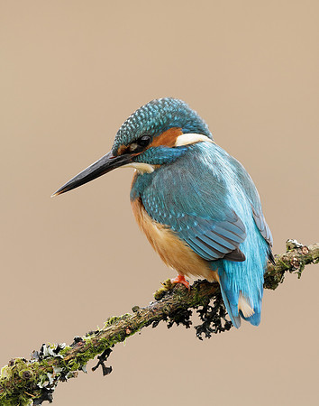 Kingfisher Alcedo atthis