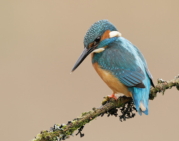 Kingfisher Alcedo atthis
