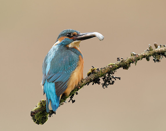 Kingfisher Alcedo atthis
