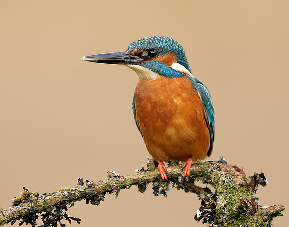 Kingfisher Alcedo atthis