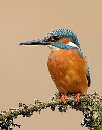 Kingfisher Alcedo atthis