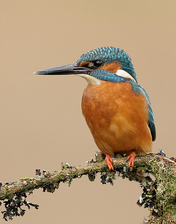 Kingfisher Alcedo atthis