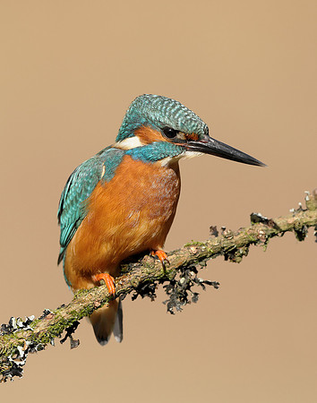Kingfisher Alcedo atthis
