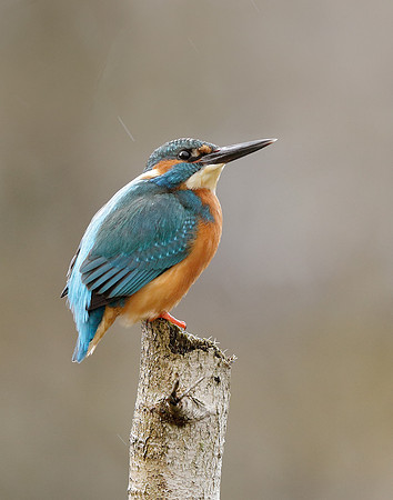 Kingfisher Alcedo atthis