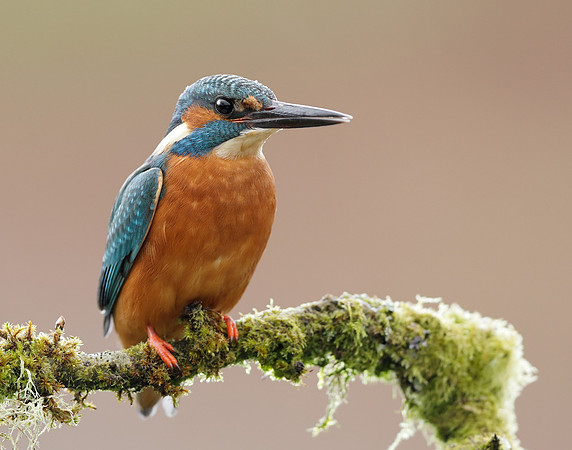 Kingfisher Alcedo atthis
