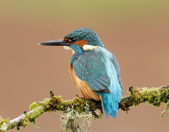 Kingfisher Alcedo atthis