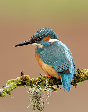 Kingfisher Alcedo atthis