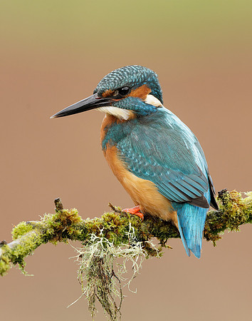 Kingfisher Alcedo atthis