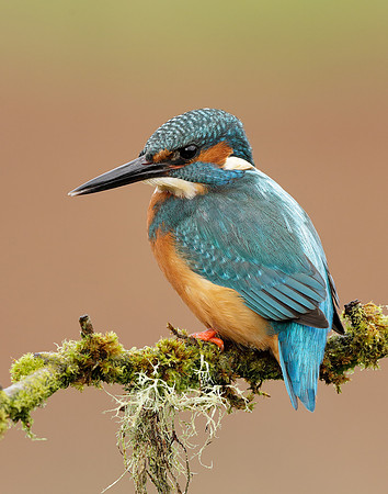 Kingfisher Alcedo atthis