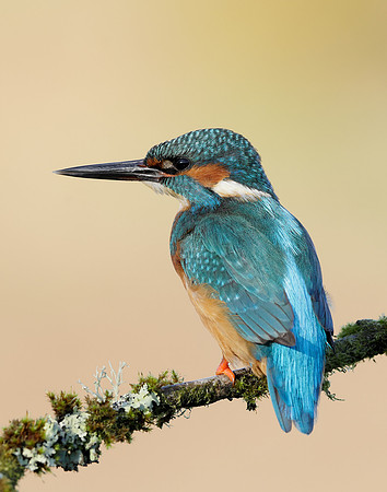 Kingfisher Alcedo atthis