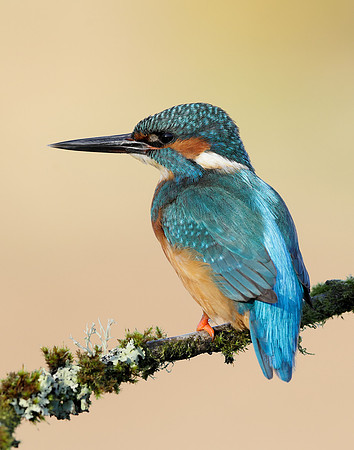 Kingfisher Alcedo atthis