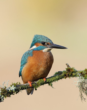 Kingfisher Alcedo atthis