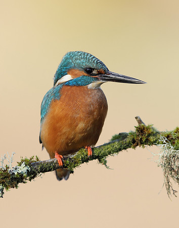 Kingfisher Alcedo atthis