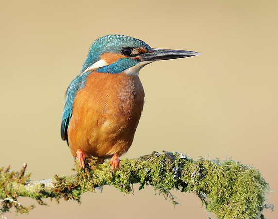 Kingfisher Alcedo atthis