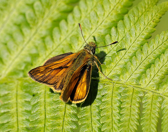 Large Skipper Ochlodes sylvanus