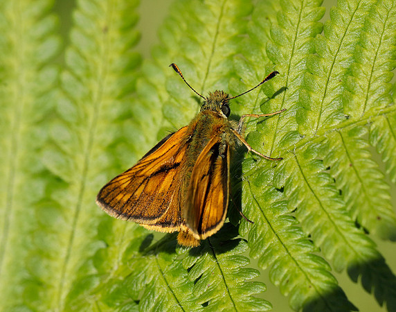 Large Skipper Ochlodes sylvanus