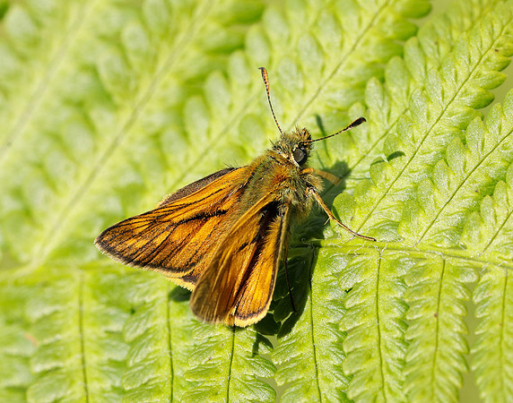 Large Skipper Ochlodes sylvanus