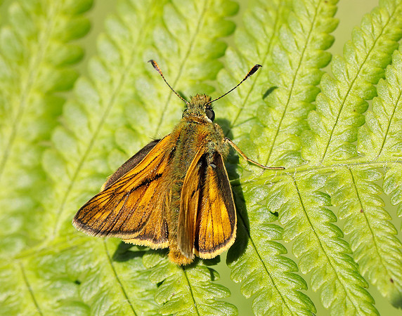 Large Skipper Ochlodes sylvanus