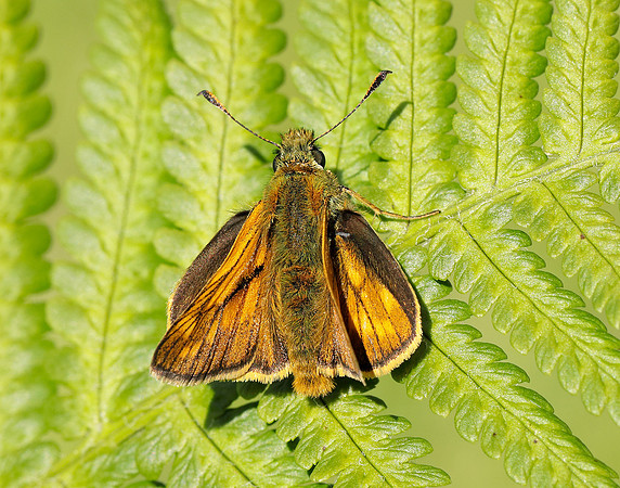 Large Skipper Ochlodes sylvanus