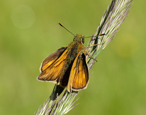 Large Skipper Ochlodes sylvanus