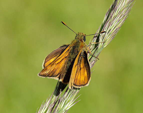 Large Skipper Ochlodes sylvanus