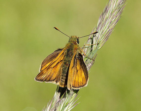Large Skipper Ochlodes sylvanus