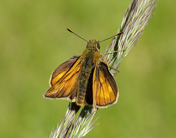 Large Skipper Ochlodes sylvanus