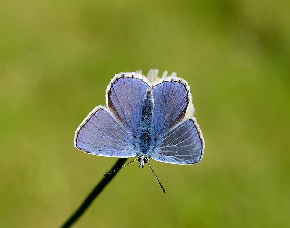Common Blue Polyommatus icarus