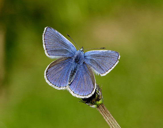 Common Blue Polyommatus icarus
