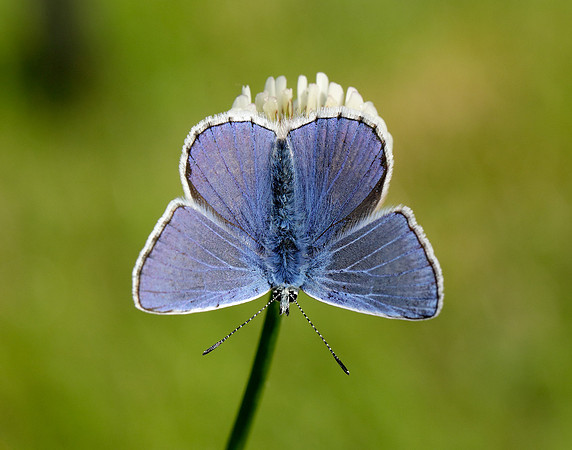 Common Blue Polyommatus icarus