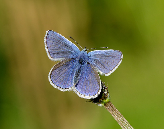 Common Blue Polyommatus icarus