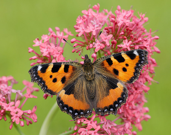Small Tortoiseshell Aglais urticae