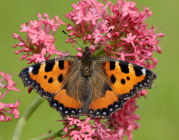 Small Tortoiseshell Aglais urticae