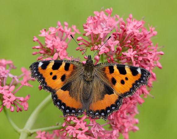 Small Tortoiseshell Aglais urticae