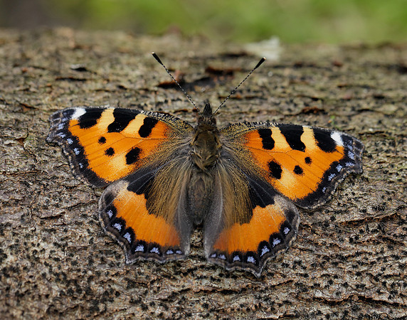 Small Tortoiseshell Aglais urticae