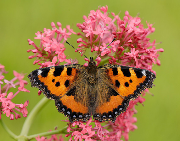Small Tortoiseshell Aglais urticae