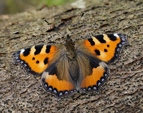 Small Tortoiseshell Aglais urticae