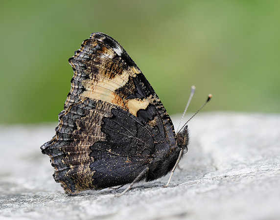 Small Tortoiseshell Aglais urticae
