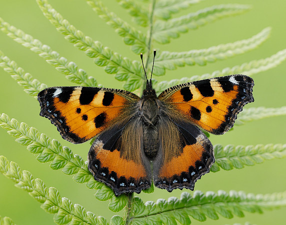 Small Tortoiseshell Aglais urticae
