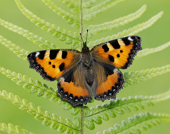 Small Tortoiseshell Aglais urticae