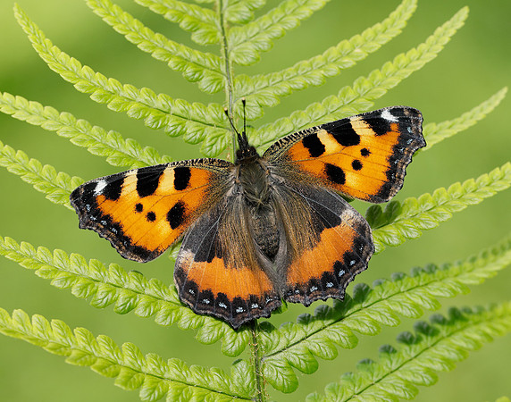 Small Tortoiseshell Aglais urticae