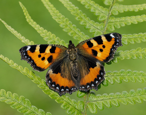 Small Tortoiseshell Aglais urticae