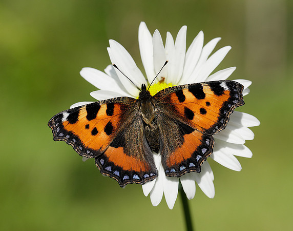 Small Tortoiseshell Aglais urticae