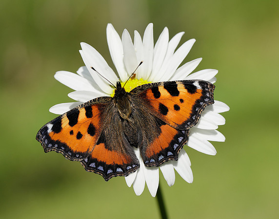 Small Tortoiseshell Aglais urticae