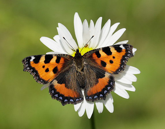 Small Tortoiseshell Aglais urticae